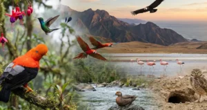 Aves Peruanas